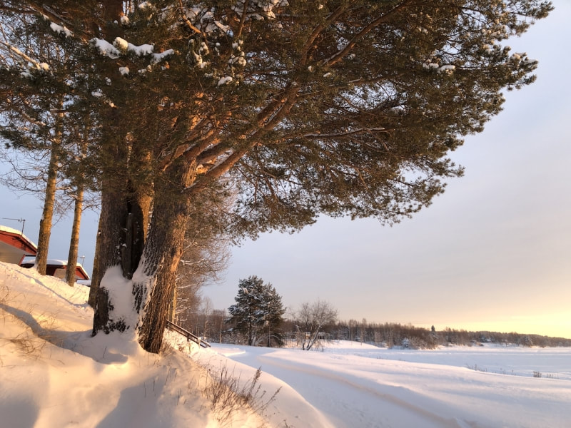 Napapiirin Saarituvat Rovaniemi